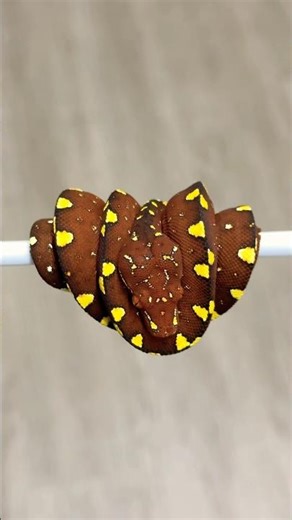 Red Baby Green Tree Pythons Are Simply The BEST! Produced By The Trap Exotics!😍🐍