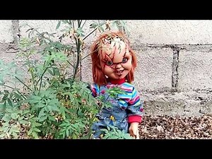 Chuky. Vs. Momo. Parte 1