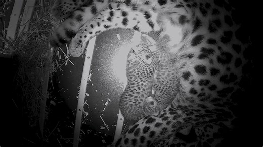 Two critically endangered Amur leopard cubs born at Chicago area zoo