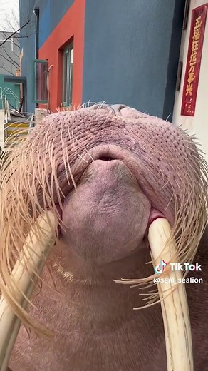 Adorable Walrus 'Blushing' in Adorable Clip