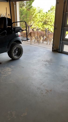 Deer Interactions: Adorable Encounters with Humans