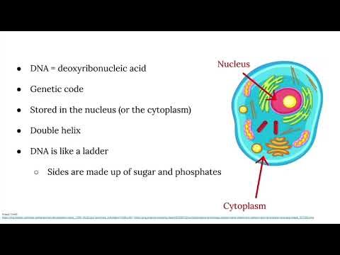 Intro to DNA | Beginner and Elementary Biology Presentation