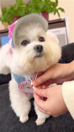 Harness Set That Looks So cute 🐶✨#dhgate