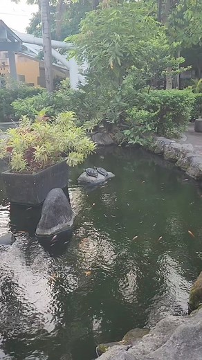 8.8K views · 83 reactions | Because turtles are Part of Your World. Red-eared sliders (o Trachemys scripta elegans) ang tawag po sa mga pagong natin sa Valenzuela City People's Park. #VisitLocal #SarapSaValenzuela #ValenzuelaCity | One Valenzuela | Facebook