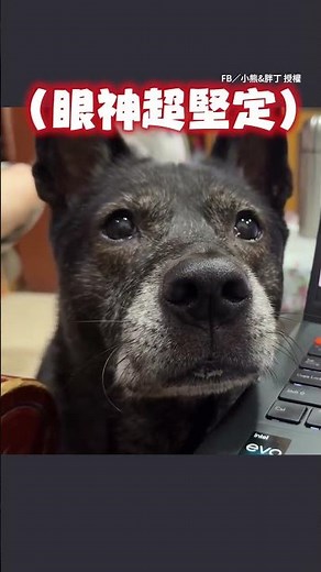 [I want some!] The dog just finished eating and came begging for treats, whining and barking loud...