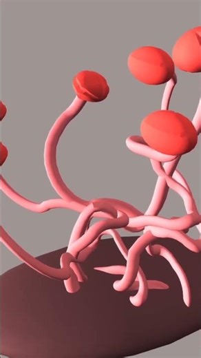 human disease|harmful effects.#biology #youtubeshorts #fungi #fungus #sciecne #shorts