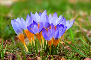 5 bulbes incontournables à planter dès l’automne pour un jardin haut en couleur au printemps selon un expert