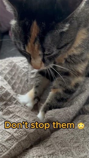 If Your Cat Does This… It Means They Feel Safe 🐱❤️ #shorts