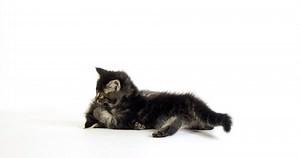 Brown Blotched Tabby Maine Coon Domestic Stock Footage Video (100% Royalty-free) 1041197956 | Shutterstock