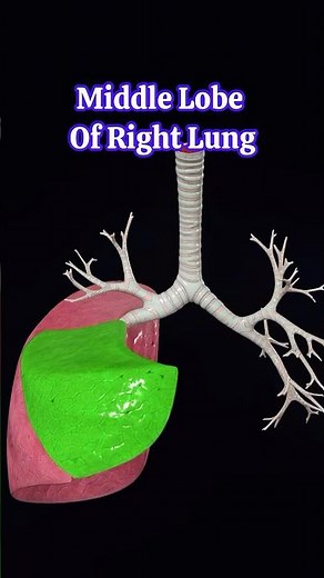 Lung Lobes & Bronchial Tree Explained in 17 Seconds