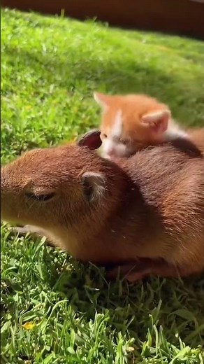 Did this capybara become best friends with a kitten? (yes!)