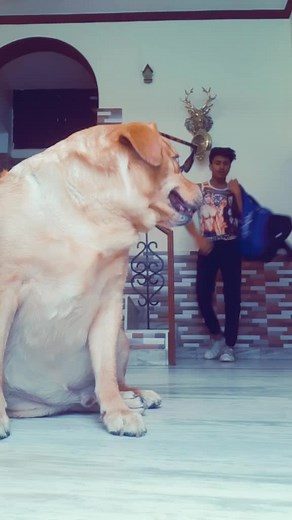 Talking Dog Comedy India with Ananions