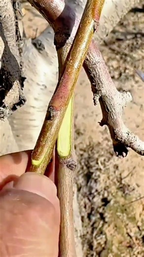 performing grafting and budding process on fruit tree branches for growing and propagating