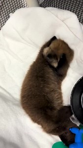 Is there anything better than a dry and SQUEAKY clean sea otter pup? 😍 #SeaOtter #MarineMammalRescue | Vancouver Aquarium Marine Mammal Rescue Society