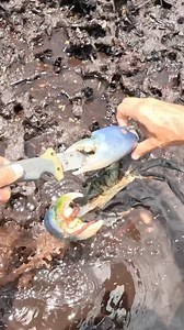 1.2M views · 1.8K reactions | Grab Life Like A Mudcrab 呂 New tees available through the link in our bio, get ya filthy hands on them before they sell out for Xmas 酪 | Back 2 Basics Adventures | Facebook