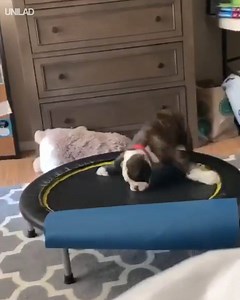 15M views · 232K reactions | 'We bought him a mini trampoline and he's been obsessed with trying to do a flip on it since'  | UNILAD | Facebook