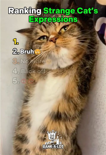 Ranking Strange Cat’s Expressions #ranking #cat #expression
