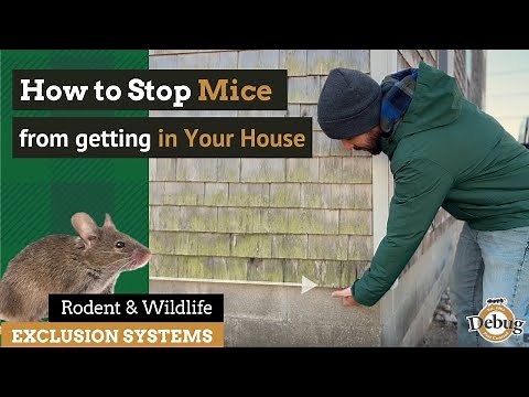 How to Stop Mice from getting in Your House