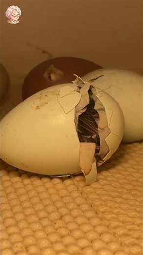 Life from an Egg 🐣 A Chick’s First Seconds 14 #shorts