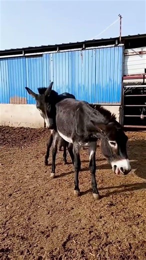 Funniest Donkey Ever Donkey Training the fun way 10