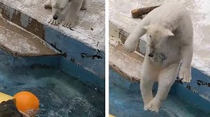 Polar bear shows off feet-first dive