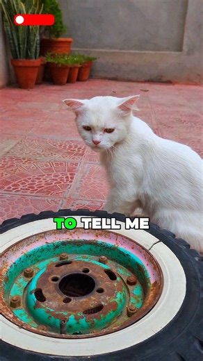 How old will you be in 2029? 🤔🐈 #cutecat #trending #shortvideo #pets #funny #animals #cat #kitten