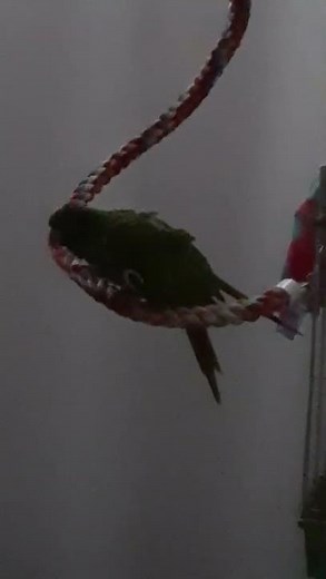 first time popping the cherry today... but they couldn't figure out how to do it. ha ha. typical.