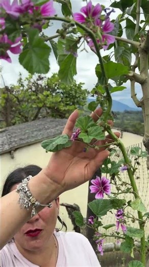 Hollyhock Flowers: Their Beautiful Colors and How to Decorate Your Home with Their Unique Beauty