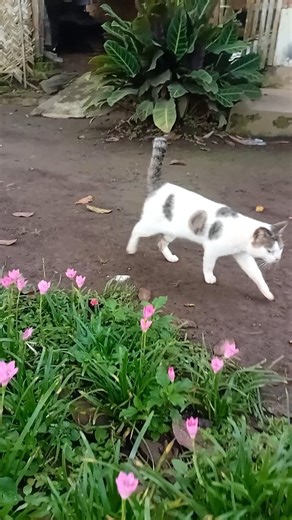 CAT VIDEO #cat #cateating #catcare