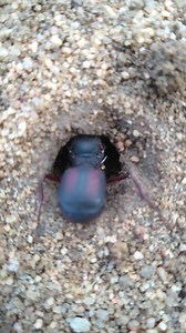 Tanajura (içá): desde o ovo até a fase adulta, a formiga tanajura (içá) é uns dos ovos mais bem cuidados do formigueiro. Três anos depois do início do formigueiro, o formigueiro começa a produzir içás que fazem o voo nupcial na primavera; depois de voar, a içá cai no chão e inicia um novo formigueiro com os ovos e o fungo que ela cultivará. Seu tempo de vida pode ser entre 20 e 30 anos. Imagem feita na cidade de Maracás Bahia por: @vitorluz.maracas Informações sobre a Tanajura (içá): https://www