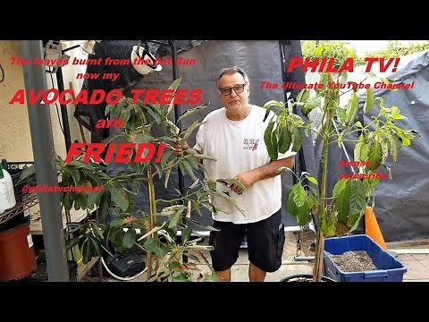 AVOCADO TREE LEAVES HAS BURNT FROM THE SUN, HOW TO DEFOLIATE AND PROMOTE NEW LEAF GROWTH PHILA TV!