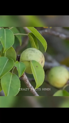 This Fruit Can Kill You in Minutes ☠️ #shorts