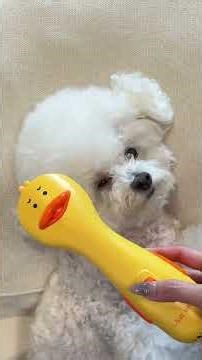 Morning routine of this little puppy #bichonfrise #cutepuppy #dailyvlog #dogshorts