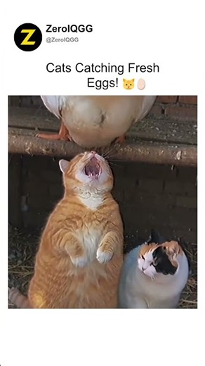 Cats Catching Fresh Eggs! 🐱🥚