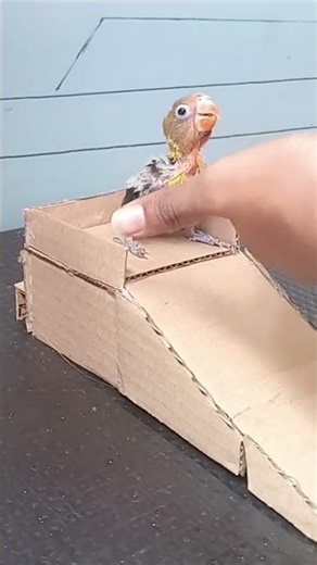 my baby love bird feeding 🤍 #handfeeding #birds#foryou