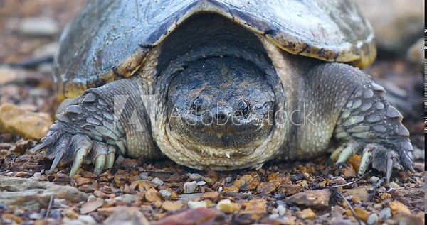 Static video of a Common Snapping Turtle Chelydra serpentina. Camera is in front of the snapping turtles, looking straight ahead.