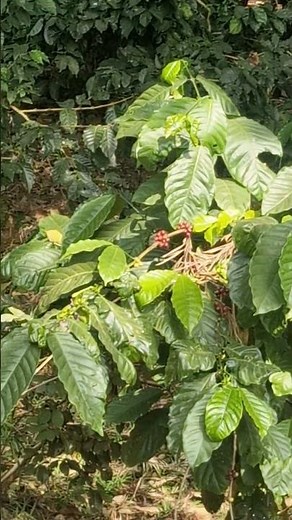 Land of Coffee India: Discover Coffee Plantations & Culture