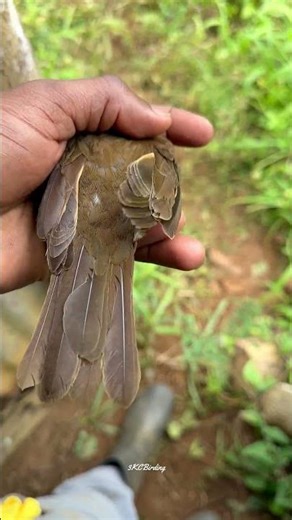 A Bird in the Hand | Juvenile Coco Thrush | Bird Banding #birds #nature #4k