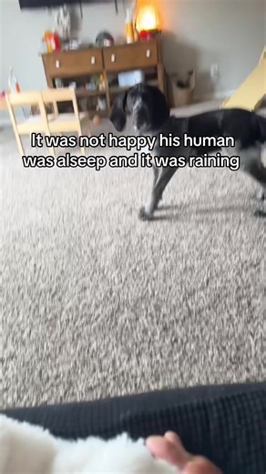 He had a lot to say #puppy #bluetickcoonhound #bluetick #funnypuppy | Funny Dog