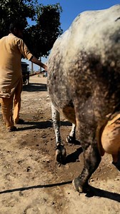 #cow #dairyfarm #dairy_farming #modern_dairy_farming #modern_agriculture #agricultural_machines #amazing_technology #advance_technology #modern_technolog | Dairy Cow TV