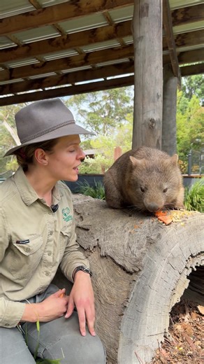 Happy International Wombat Day! 💚 Join us as we celebrate our adorable wombat Millie and share our five favourite wombat facts! From cube-shaped poo to backward-facing pouches, these marsupials are full of surprises. | Symbio Wildlife Park