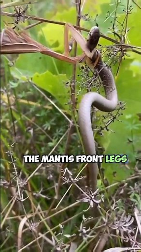 Praying Mantis vs Snake: A Survival Encounter