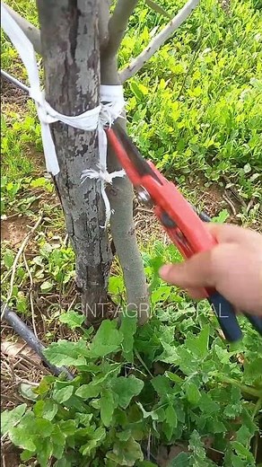👉 How to Prune an Olive Tree