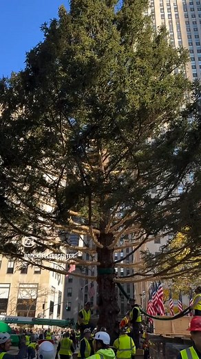 ✨🌲✨ | Heather Elaine White