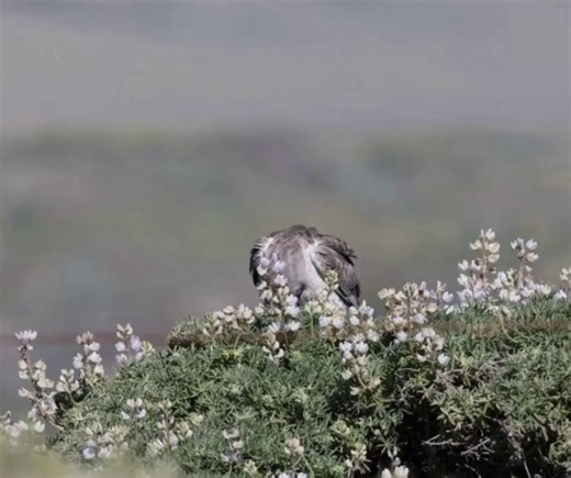 Discover the Northern Harrier, a remarkable grassland hunter! 🦅 Adult males are gray, while females are brown, both with striking yellow eyes. Their owl-like facial discs help them detect prey by sound, making them skilled hunters of open country. As ground nesters, they depend on healthy habitats for survival. Moments like this highlight the importance of managing biologically diverse landscapes like coastal prairies for future generations. 🎥Russ Namitz, BLM | Bureau of Land Management - Cali