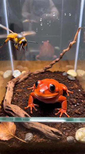 Inside a quiet glass terrarium, a hornet kept circling again and again. The tomato frog stayed completely still… waiting. One second later — snap. Moments like this show how unpredictable nature can be. 🐸🐝 Hashtags: #TerrariumLife #TomatoFrog #Hornet #NatureVideo #WildlifeCapture