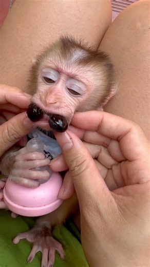 The older sister took the seed out to make it easier for the baby monkey to hold in its mouth.
