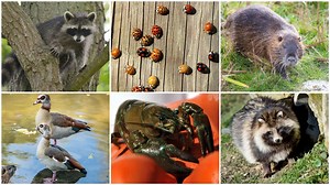 Öko-Aliens unter uns: Eine stille Invasion krempelt Südbayerns Tierwelt um - die Folgen sind dramatisch