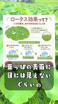 Day42：蓮の葉、絶対濡れない理由【ロータス効果】#100日チャレンジ #れんこん #愛西市 #理科 #豆知識