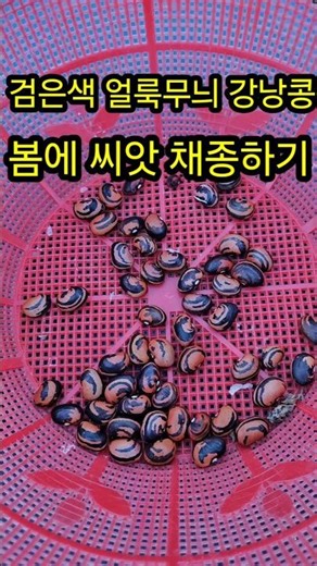 봄에 덩쿨성 강낭콩씨앗 채종하기